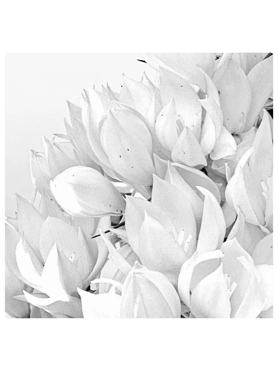 Yucca Light