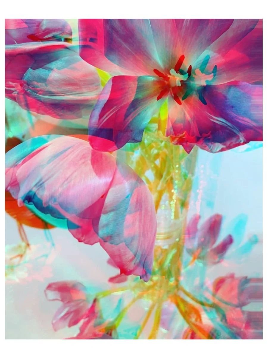 Glowing Tulips II