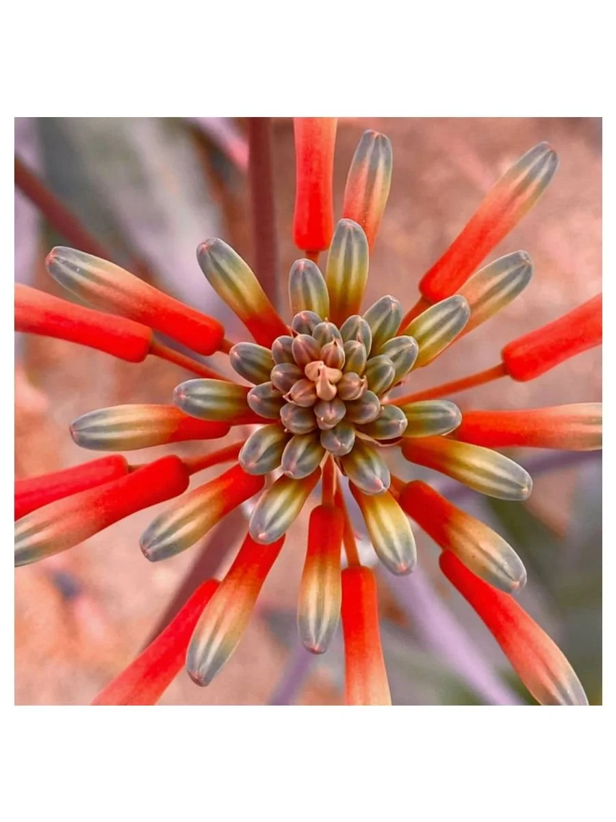 Aloe Burst I