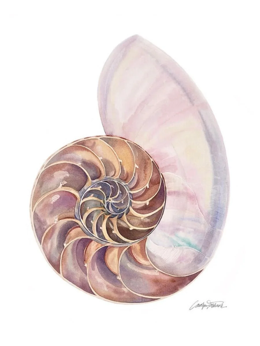Slice of a Nautilus