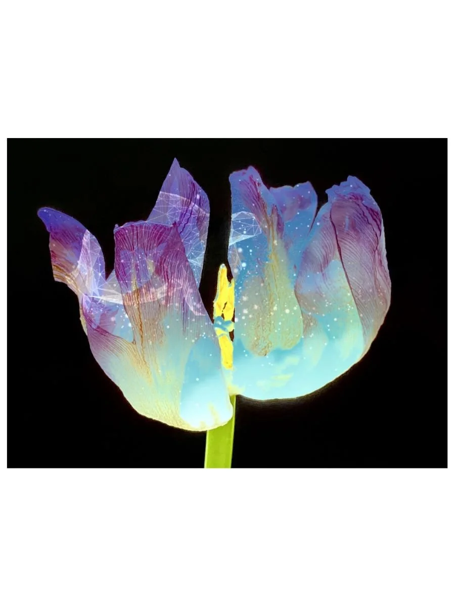 Mystic Tulip