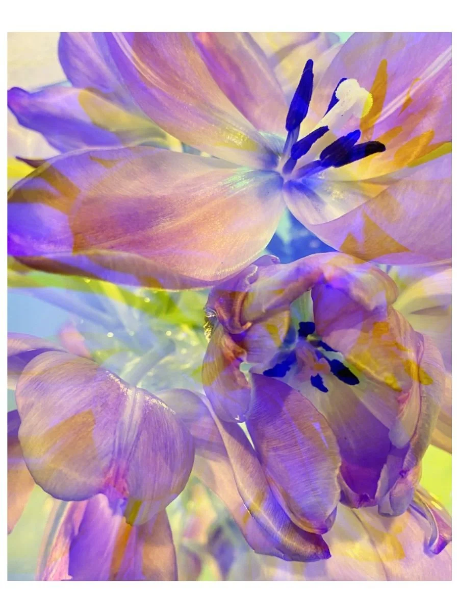 Purple Tulips