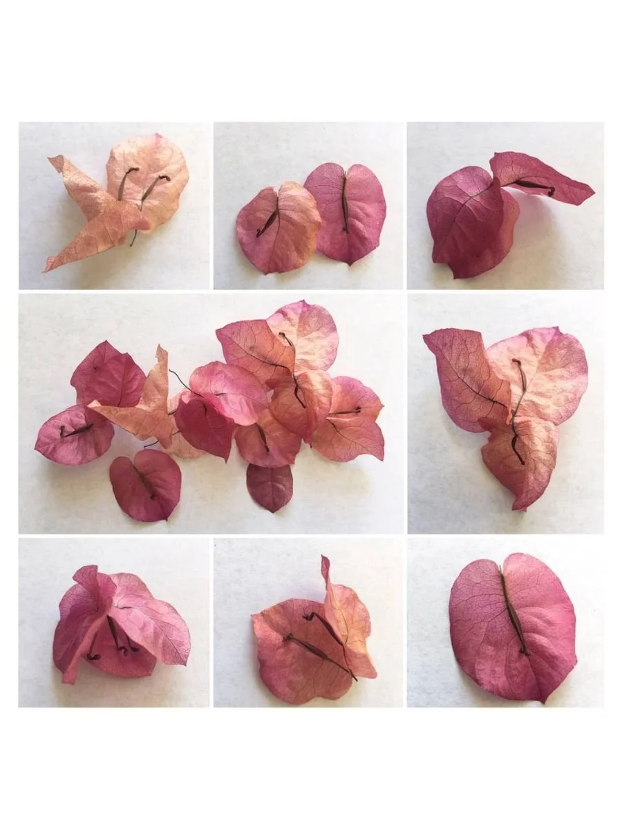 Bougainvillea Beauties