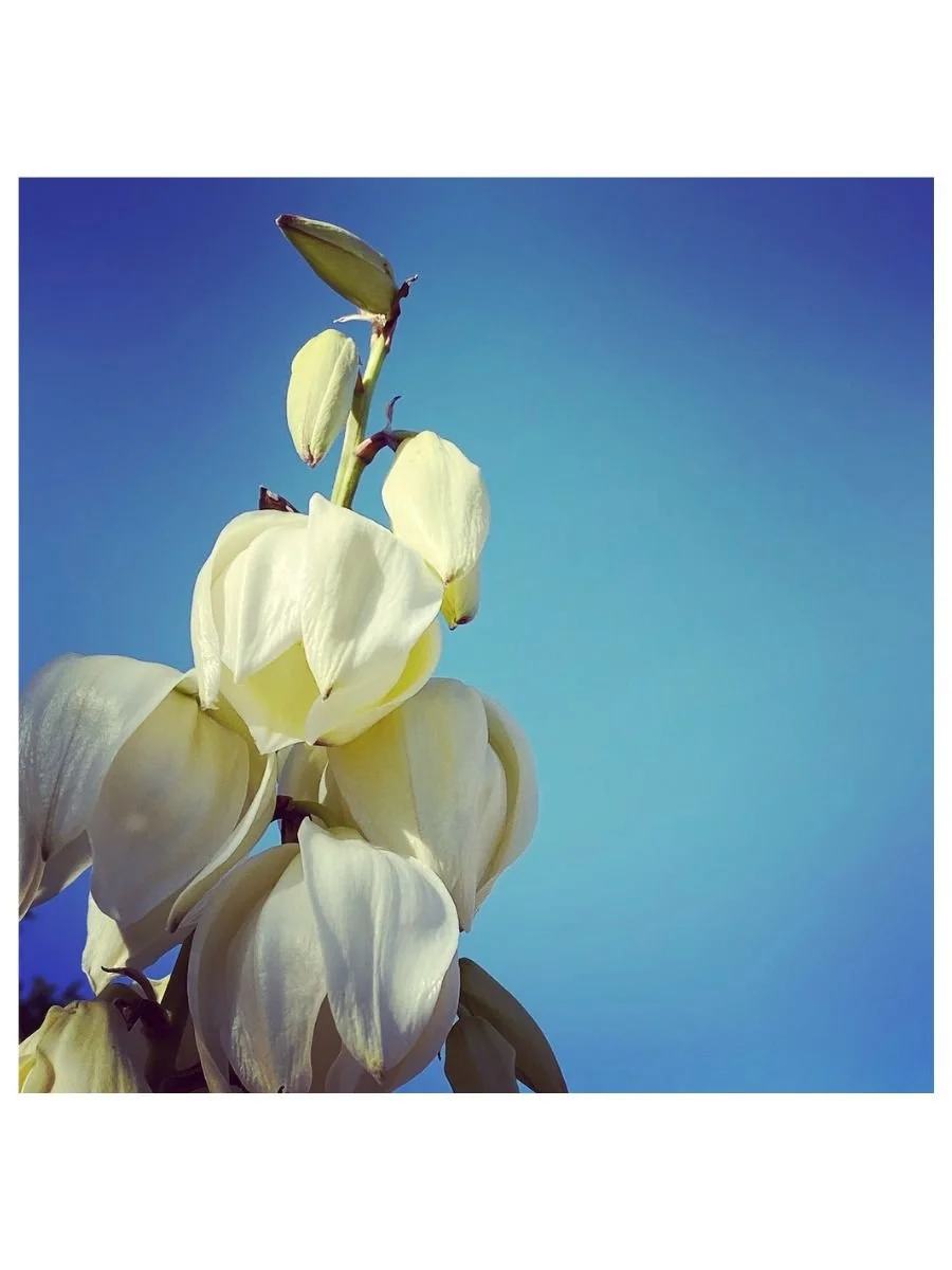 Yucca Bells
