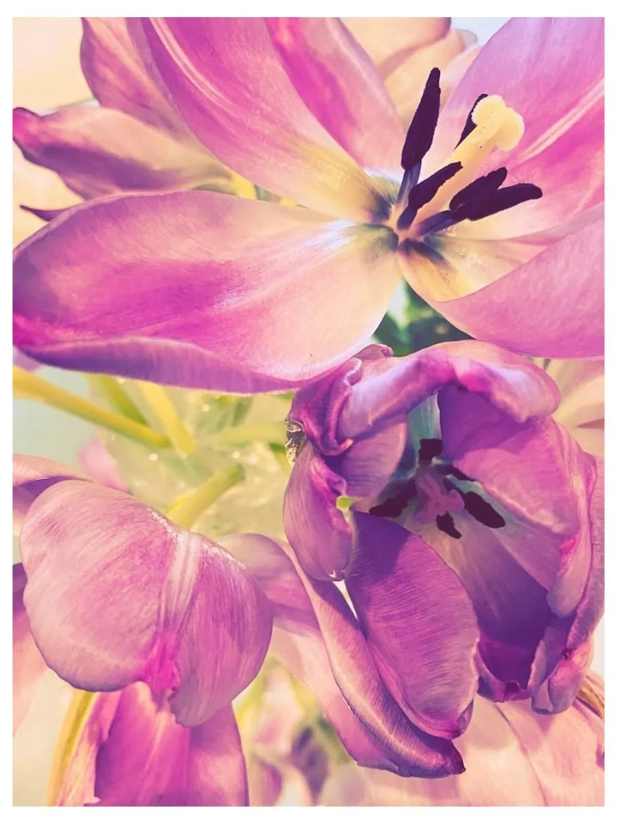 Lilac Tulips