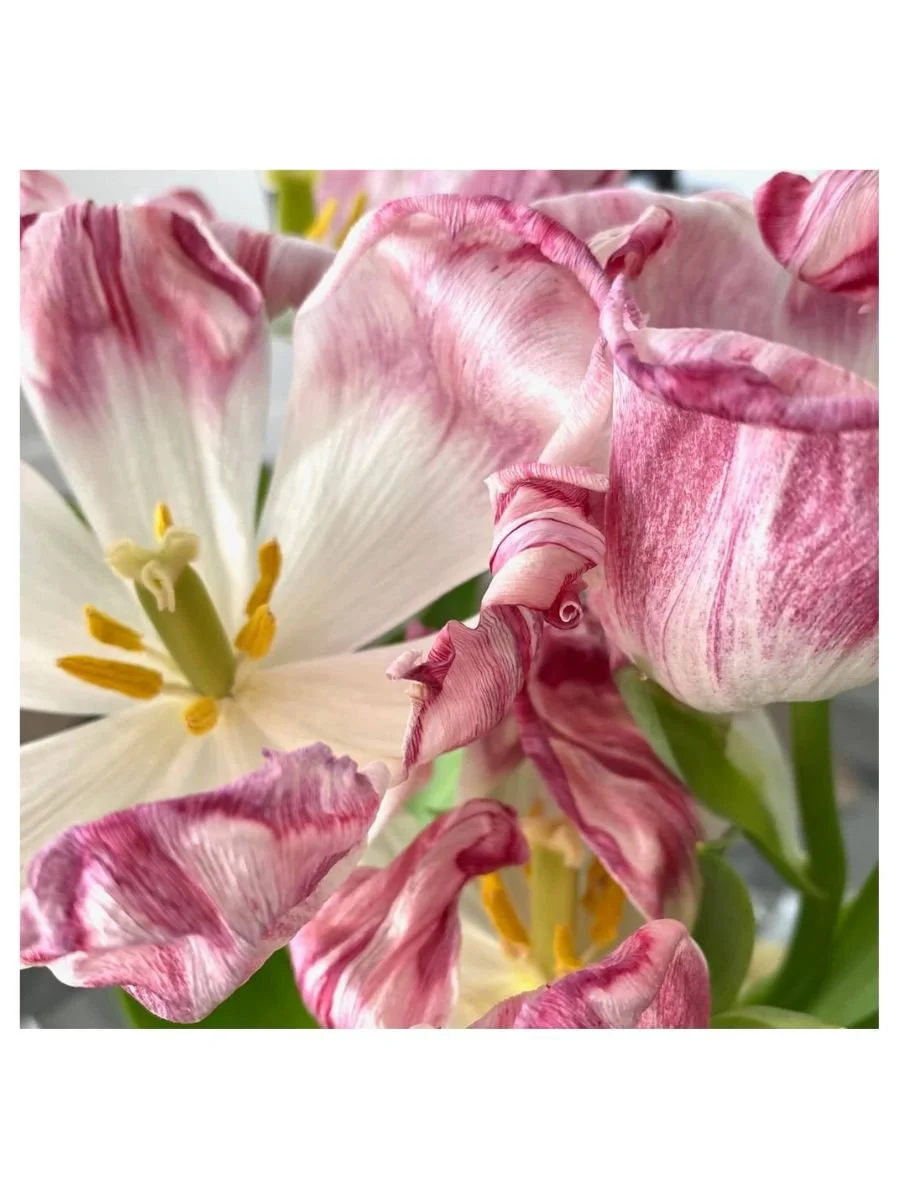 Fading Tulips