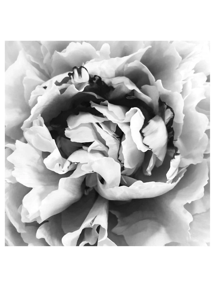 Lacey Peony