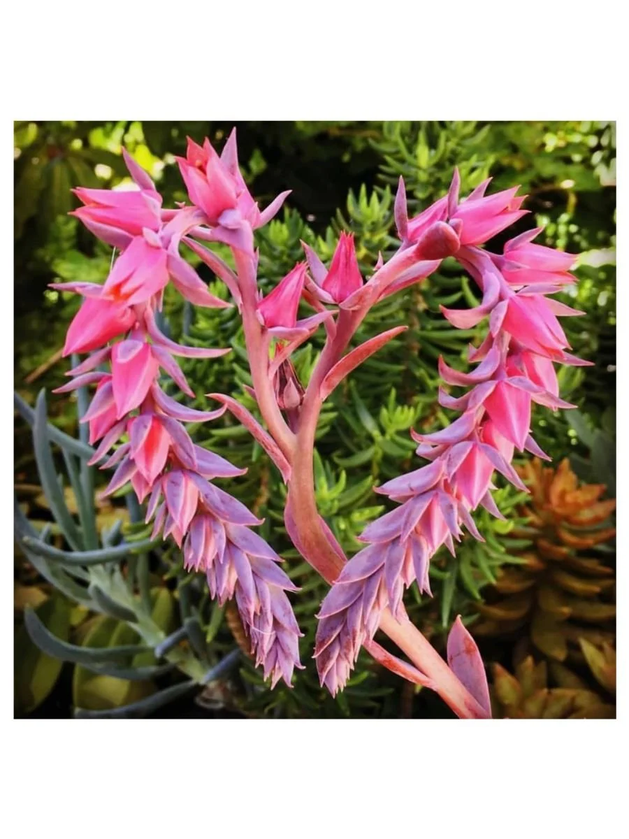 Garden Love