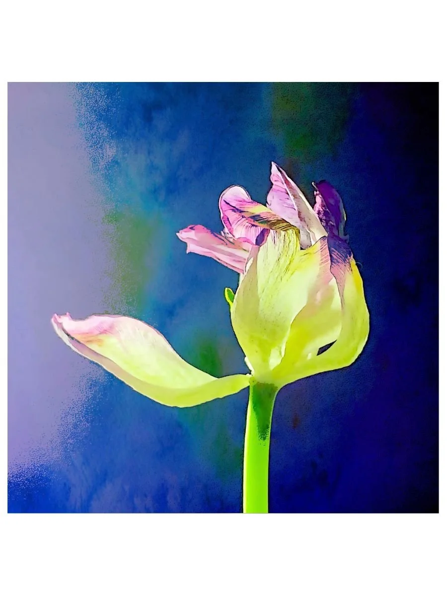 Lone Tulip