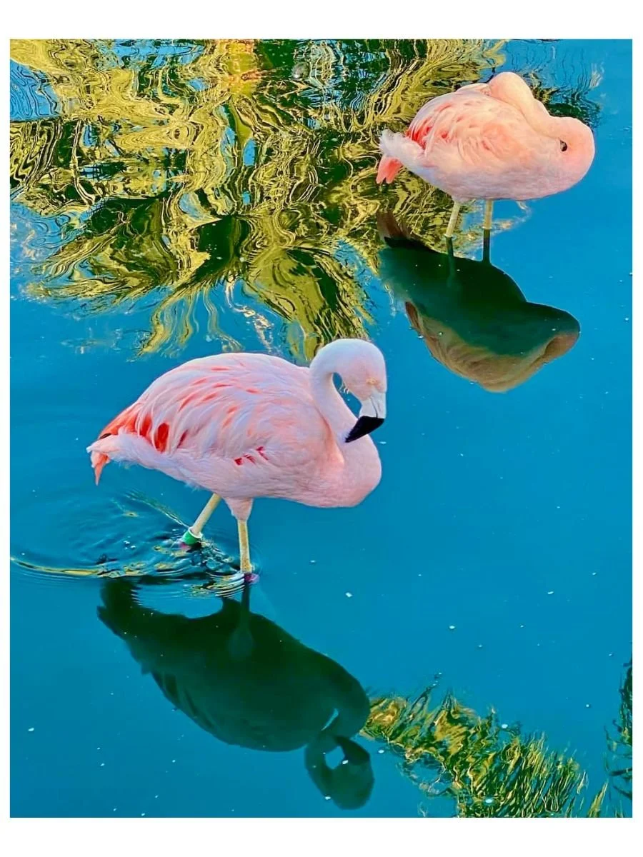 Flamingo Duo