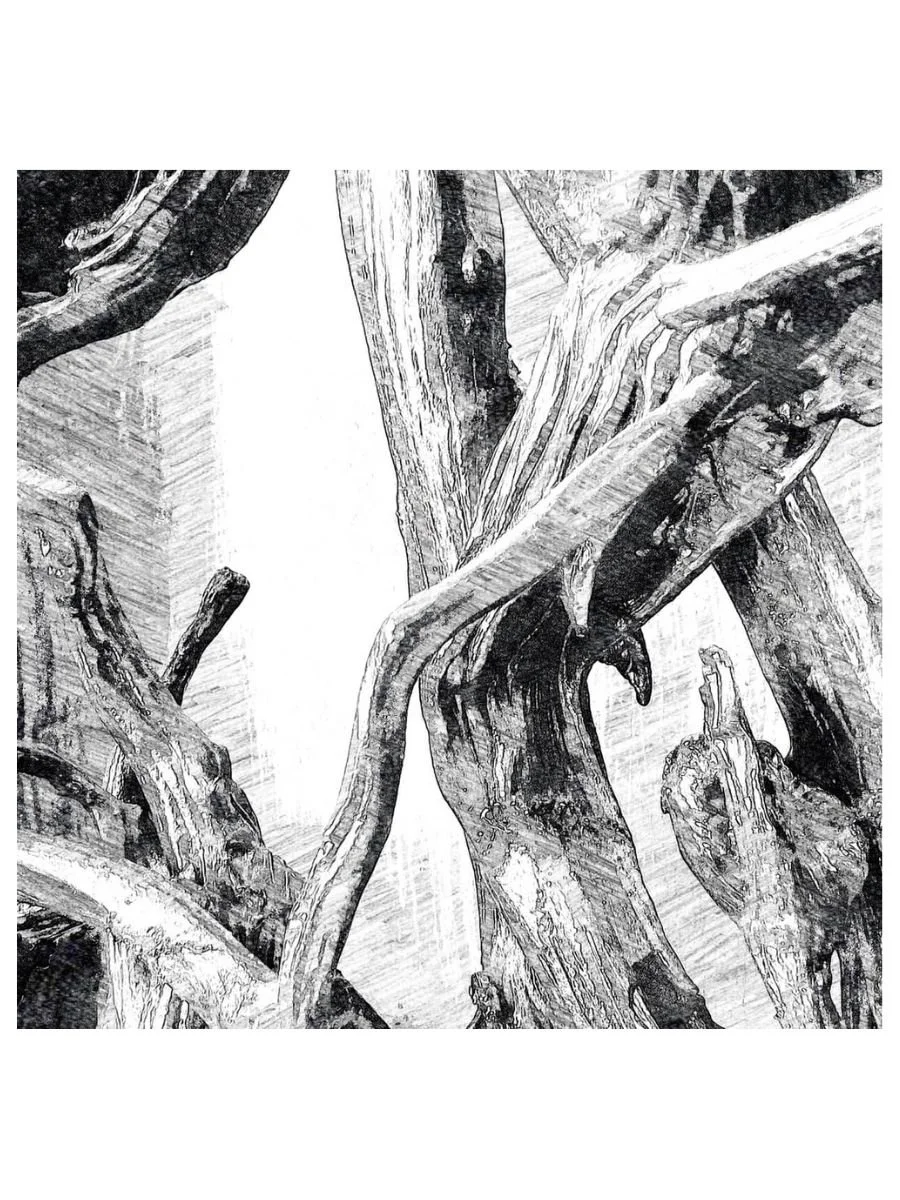 Driftwood