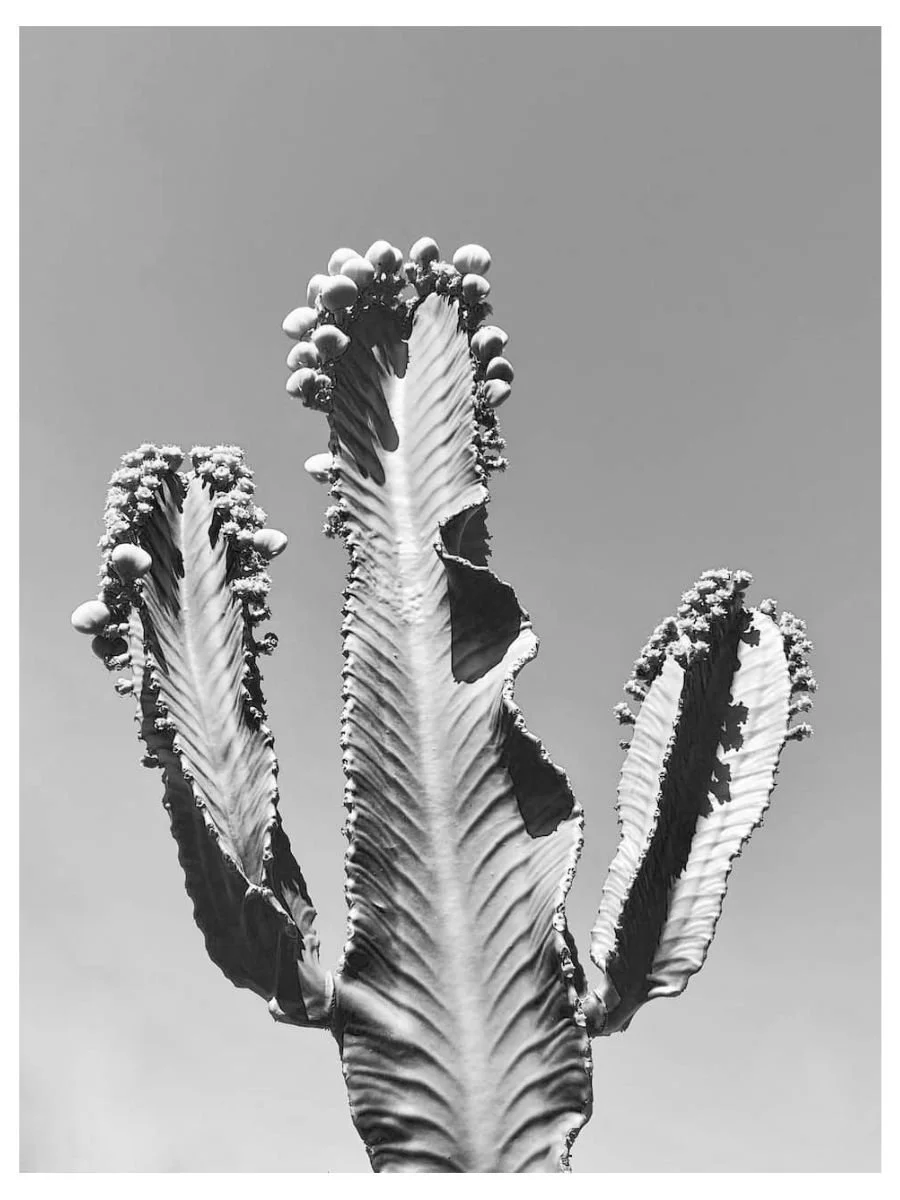 Living Desert