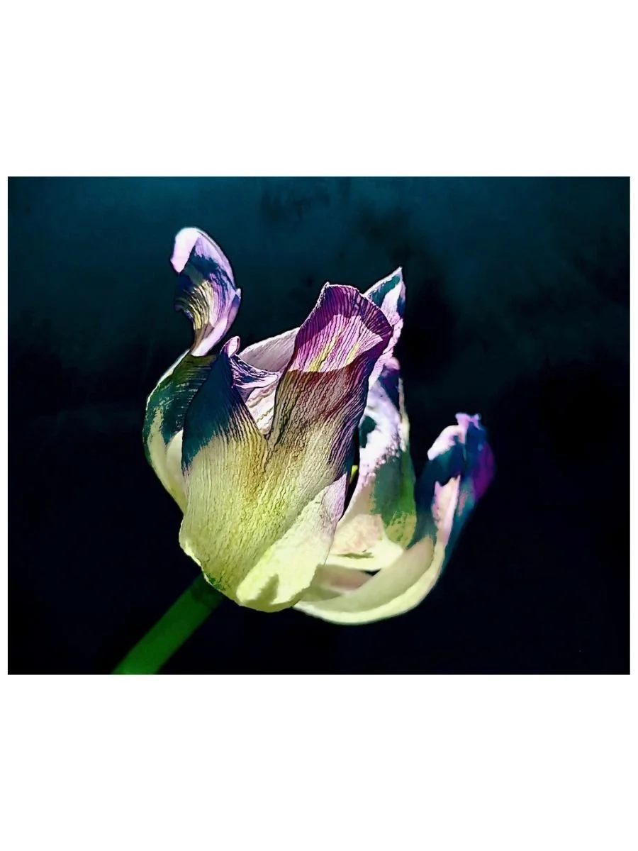 Tulip Lantern
