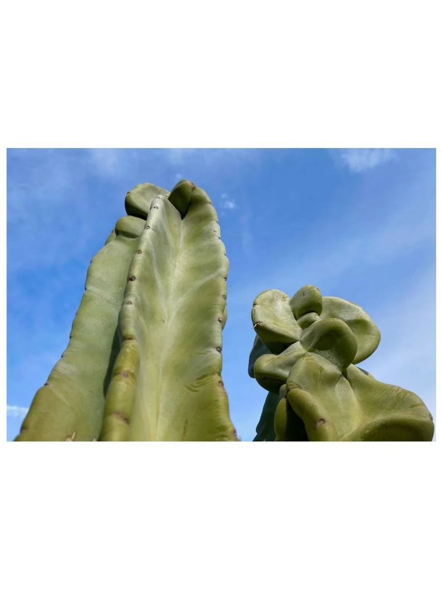 Prickly Pair