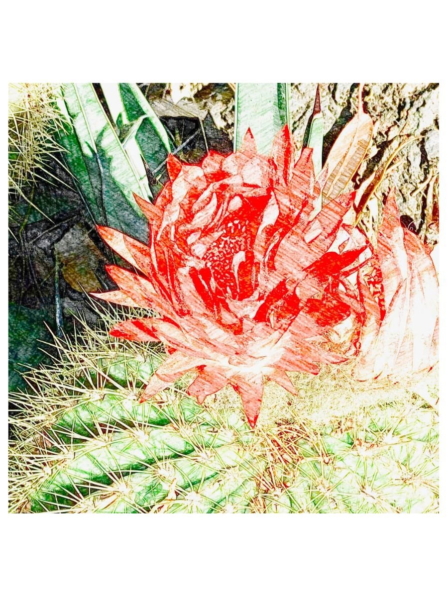 Barrel Bloom