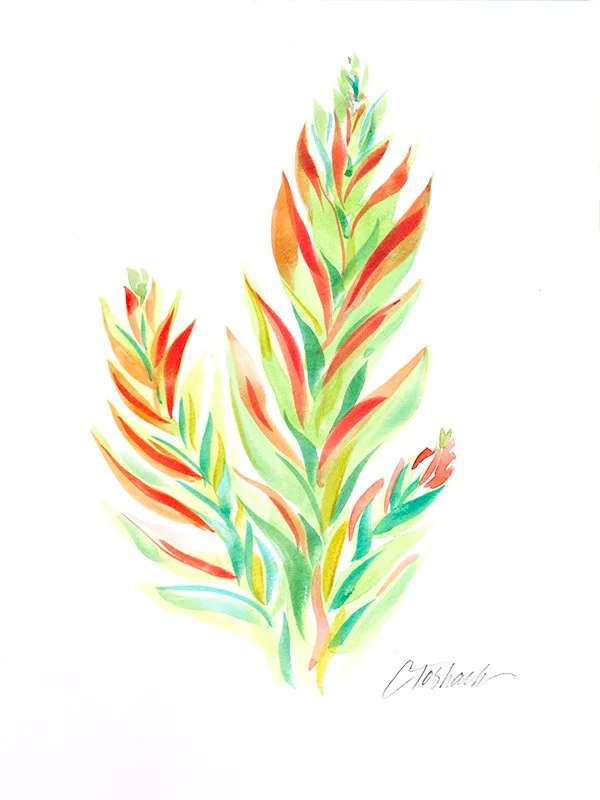 Succulent