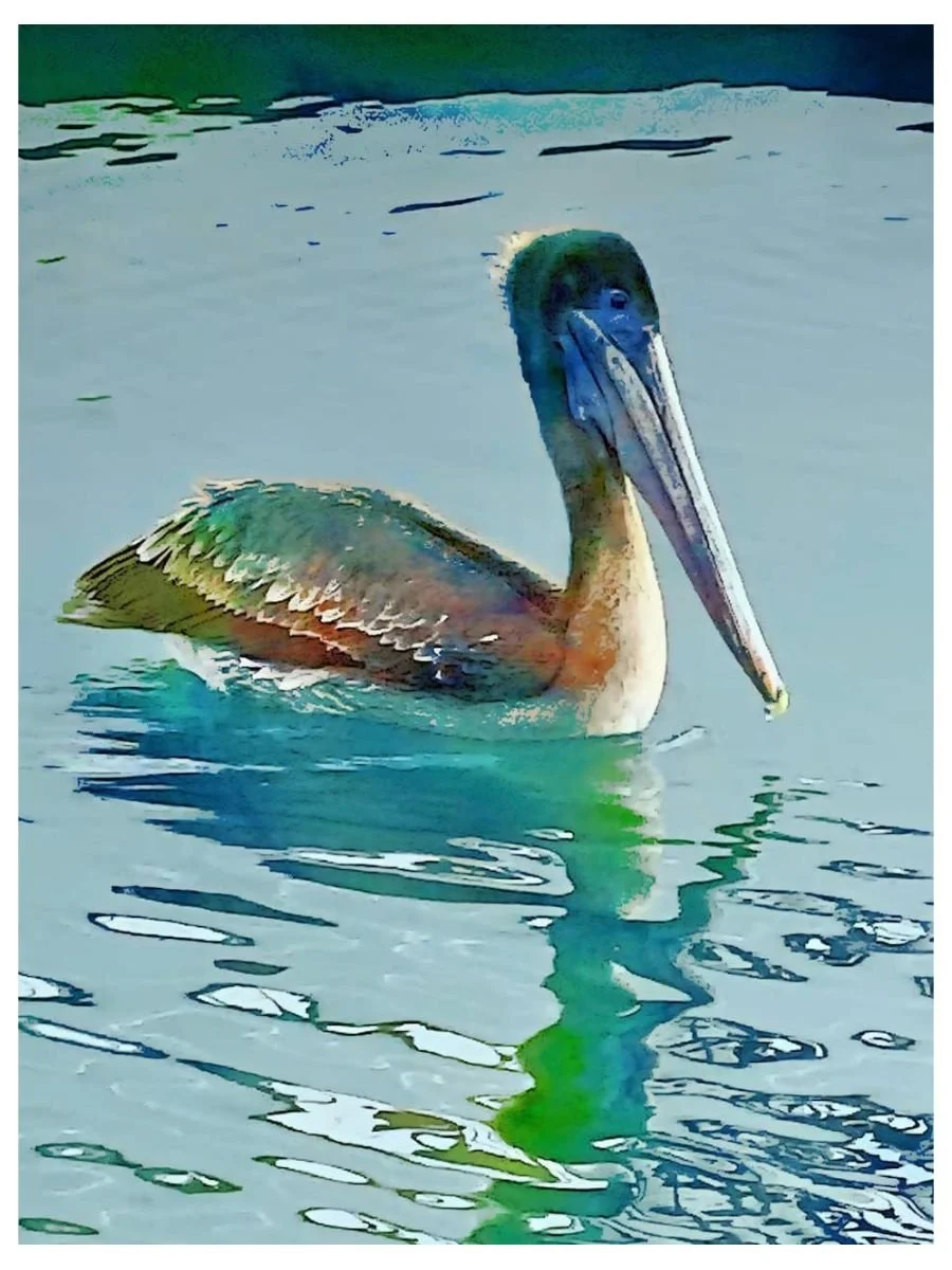 Pismo Pelican