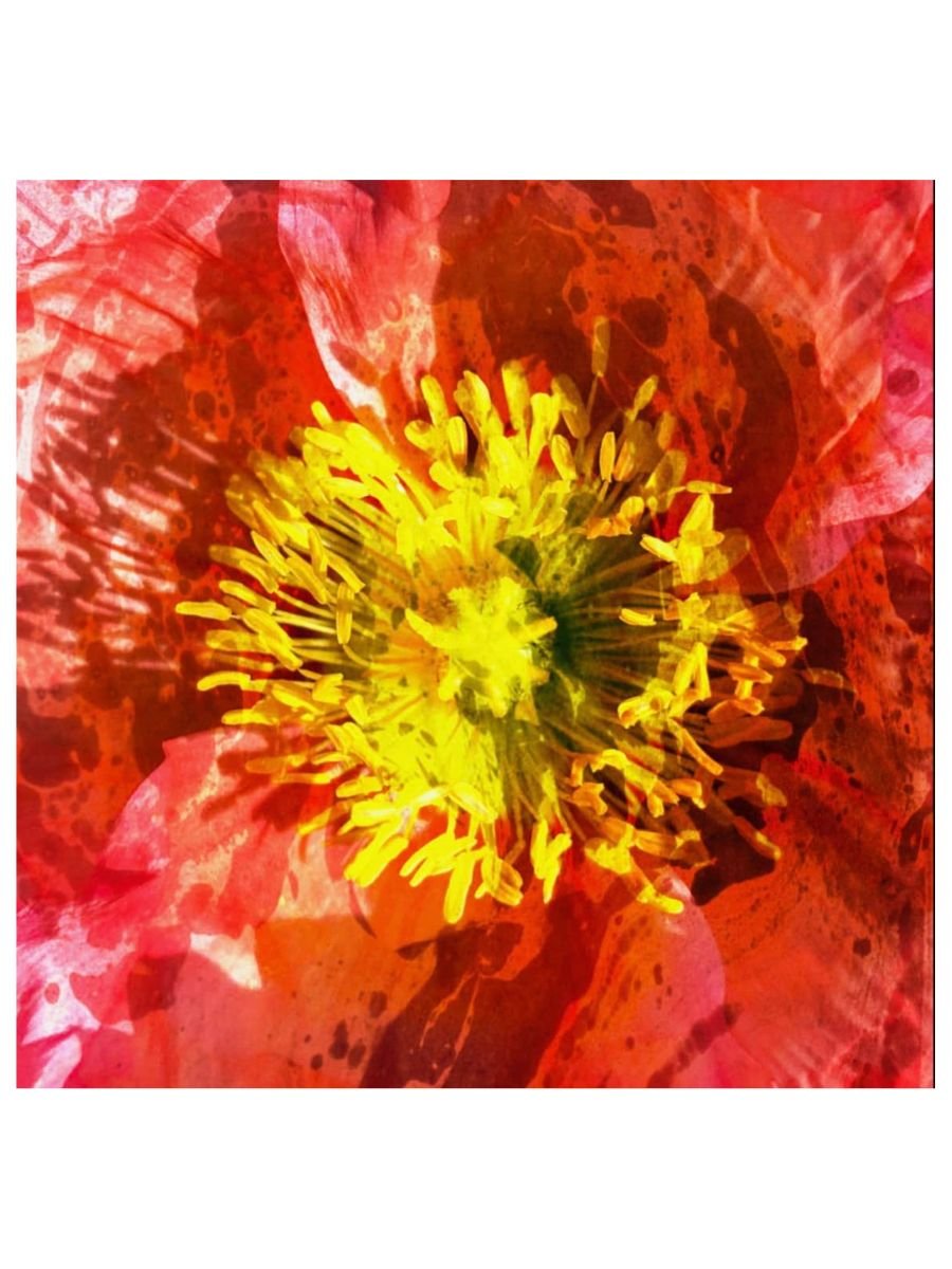 Hot Poppy