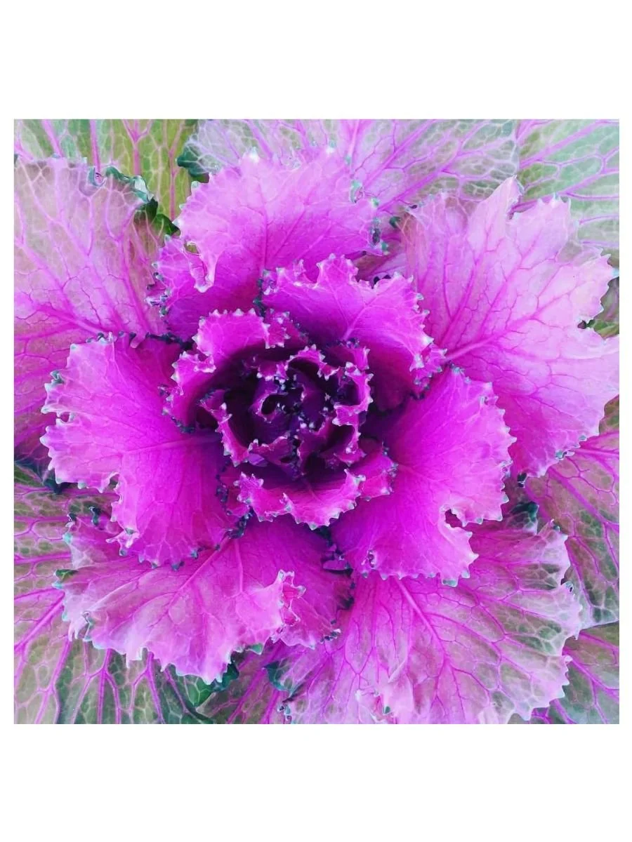 Glowing Kale