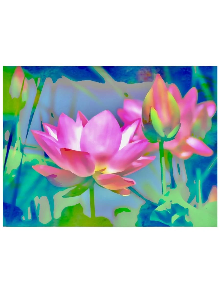 Lotus Blossoms