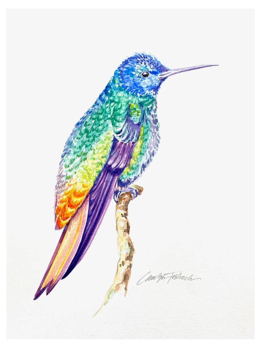 Rainbow Bird