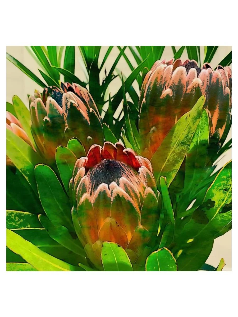 Protea Trio II