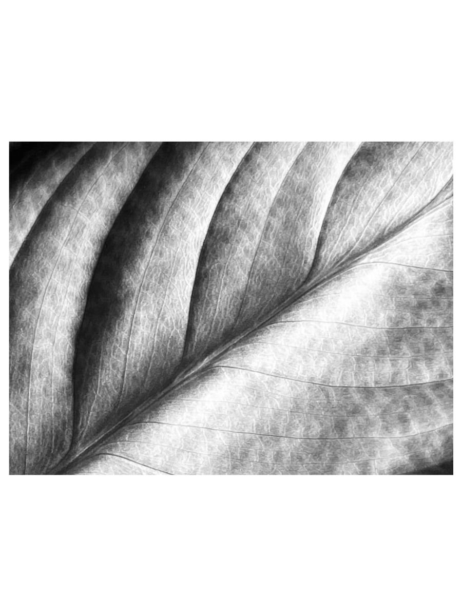 Lone Leaf