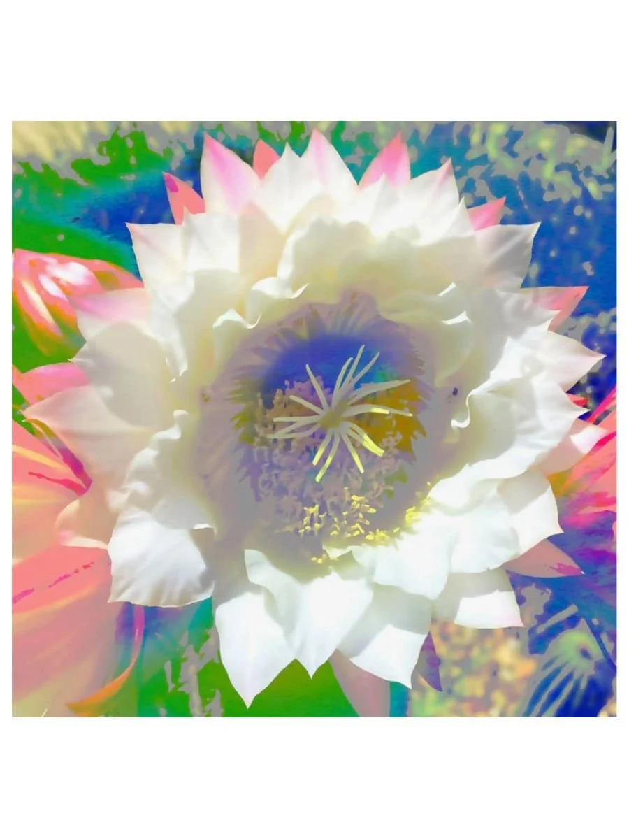 Night Bloomer