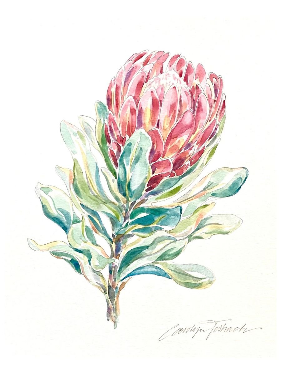 Protea in Pink