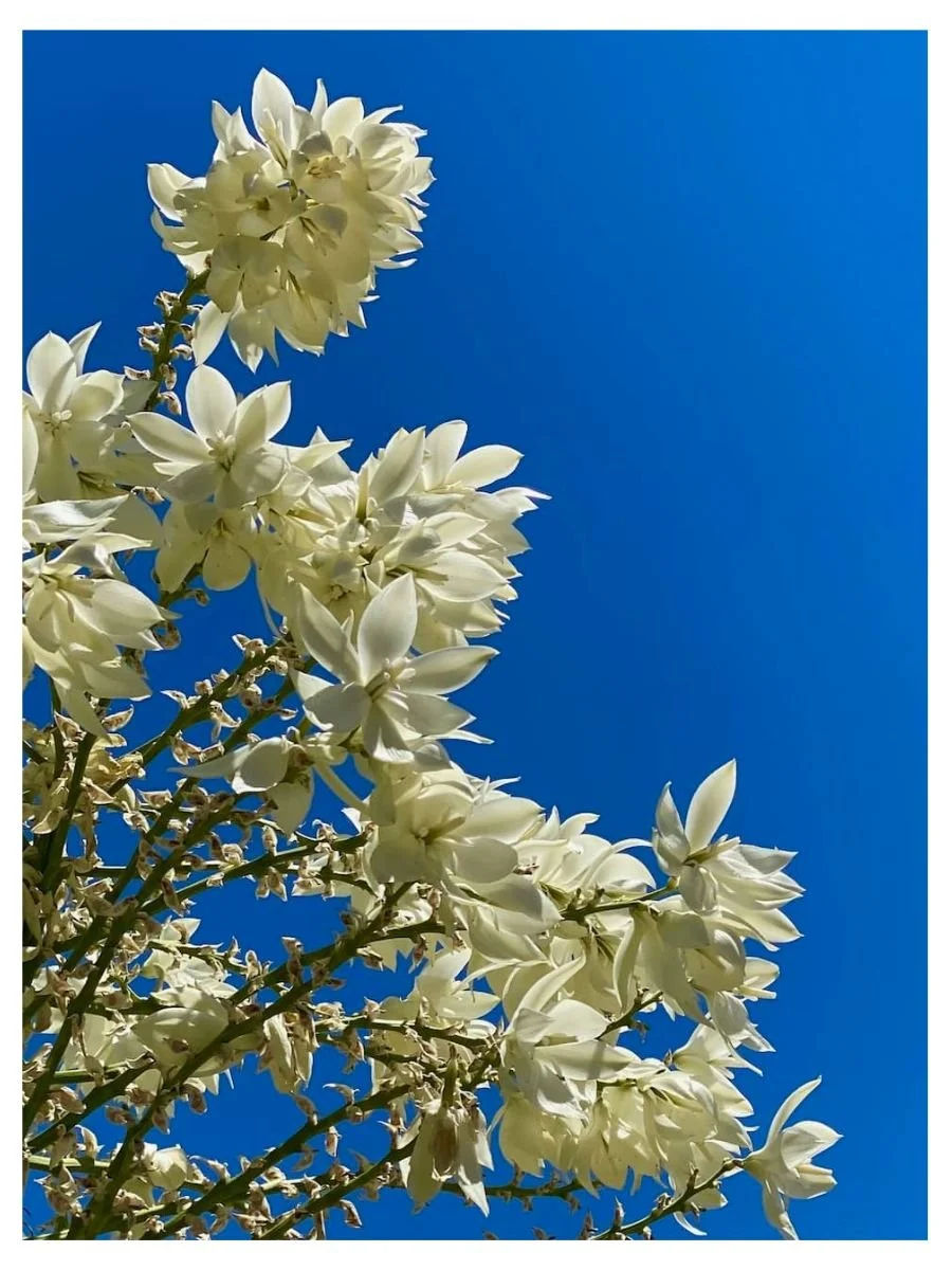 Yucca Blooms