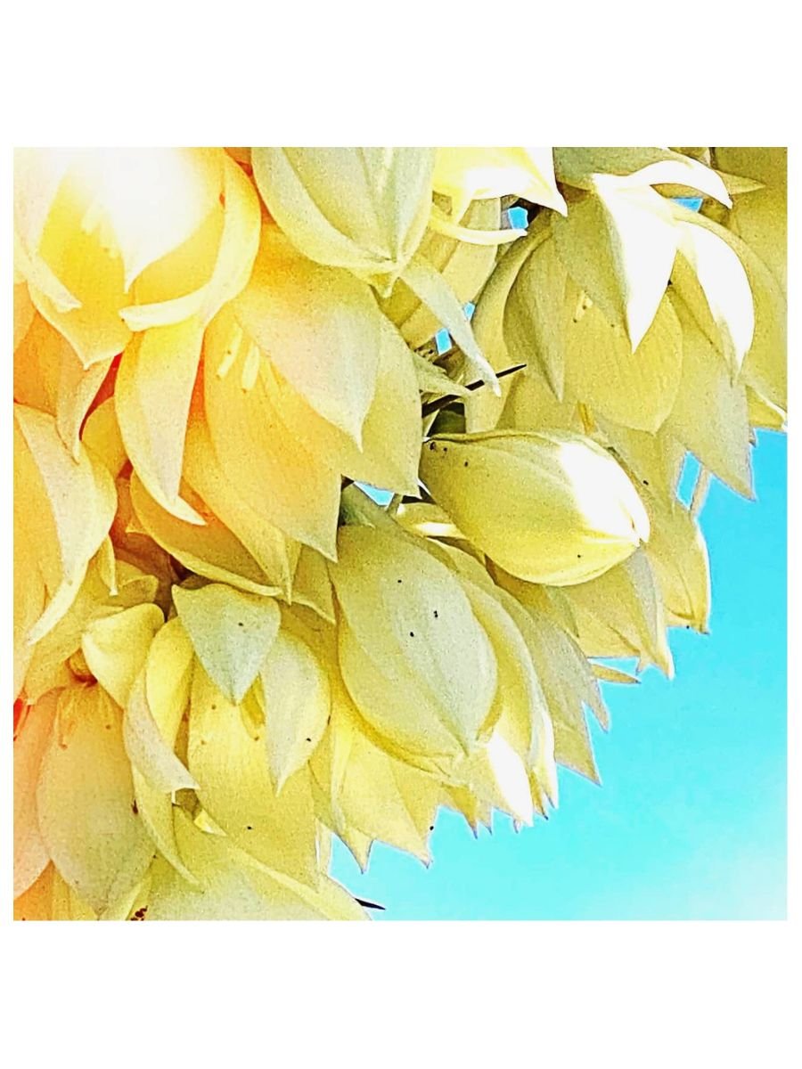 Yucca Bloom