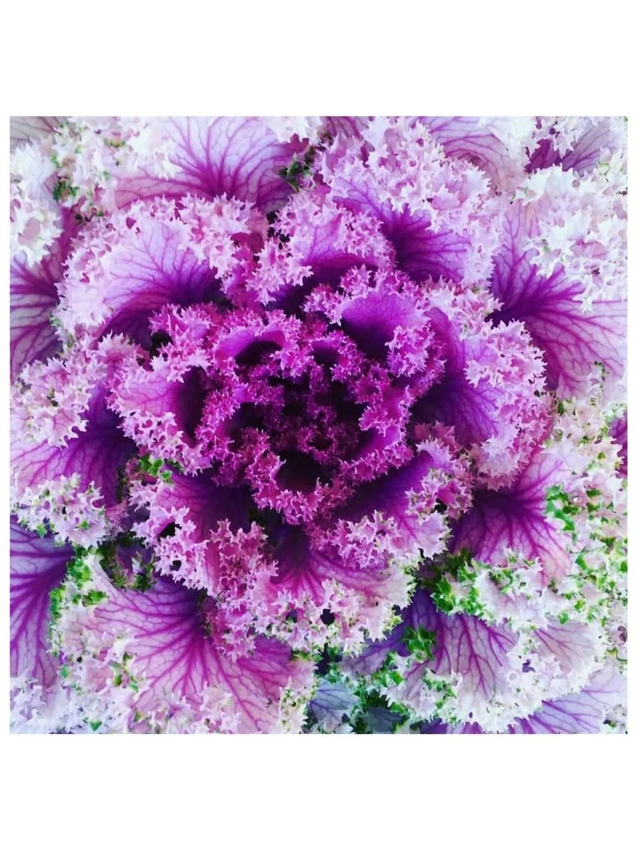 Lacey Kale Burst