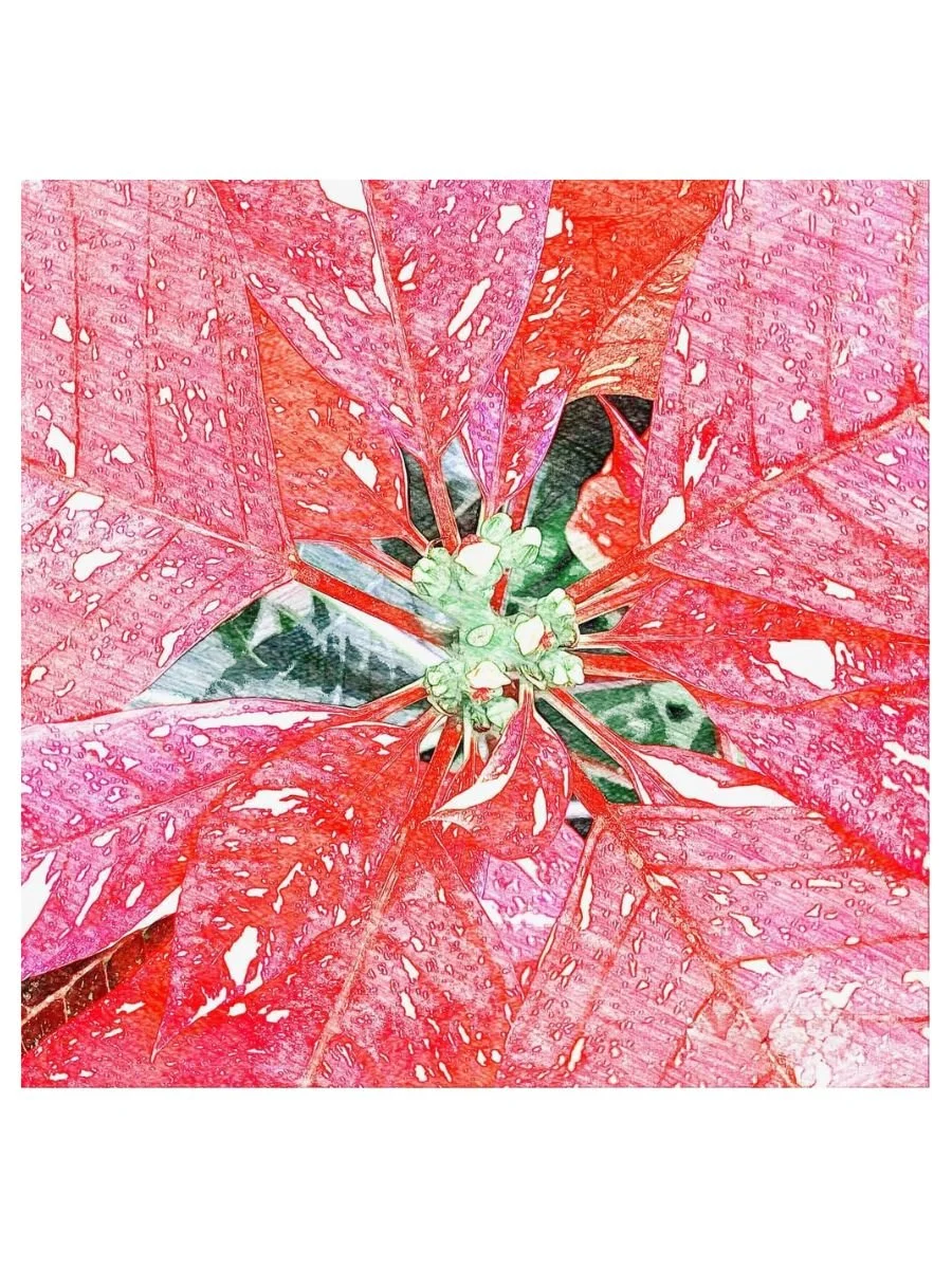 Poinsettia Burst