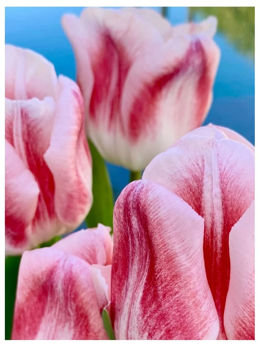 Pink Tulips
