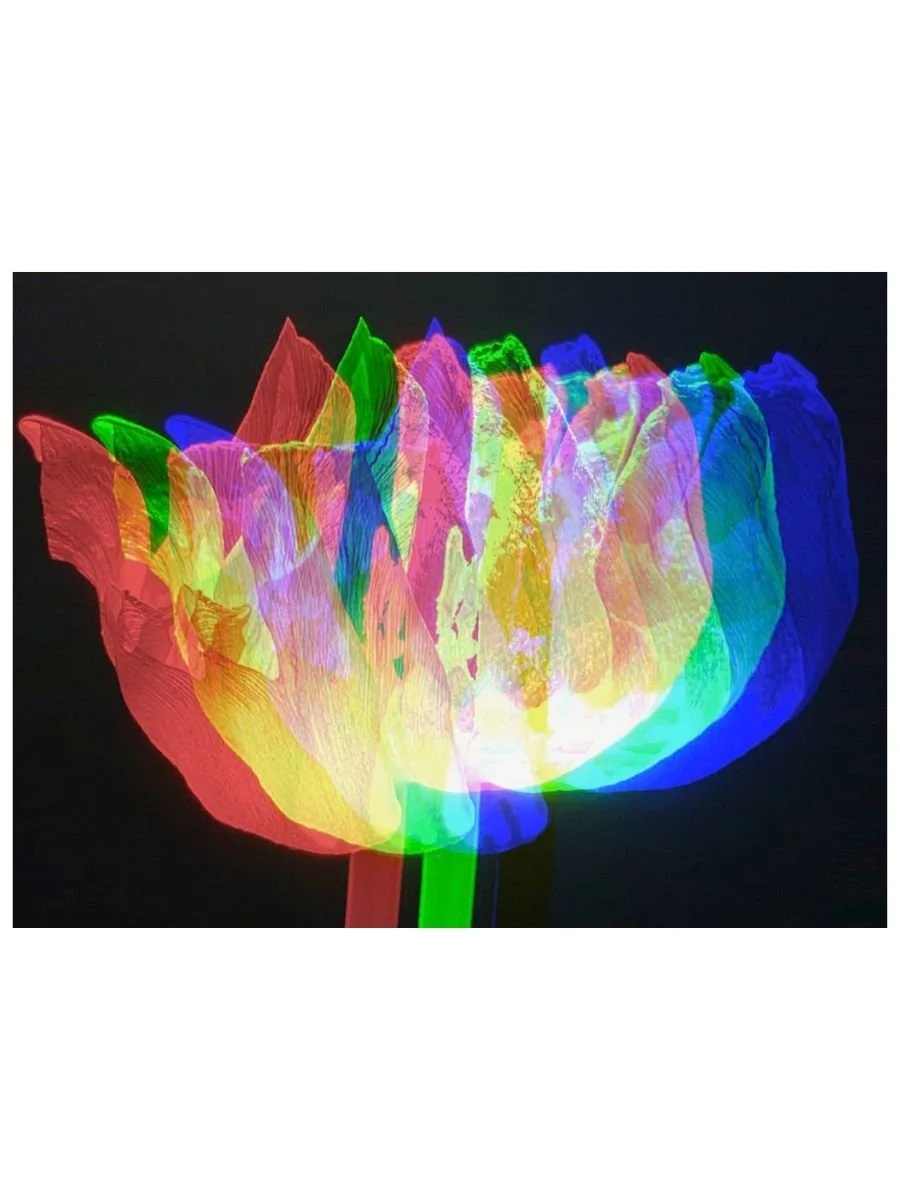 Rainbow Tulip