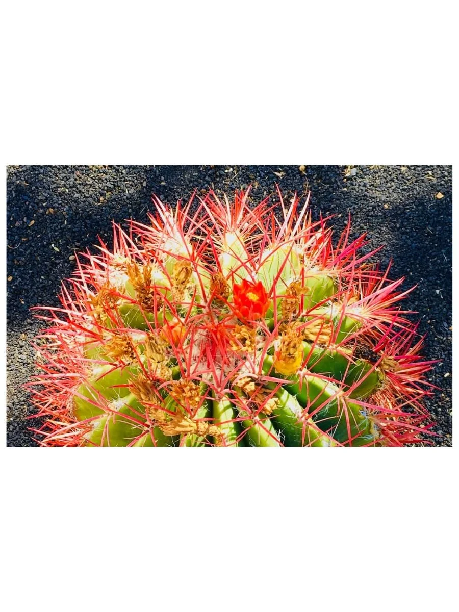 Desert Urchin