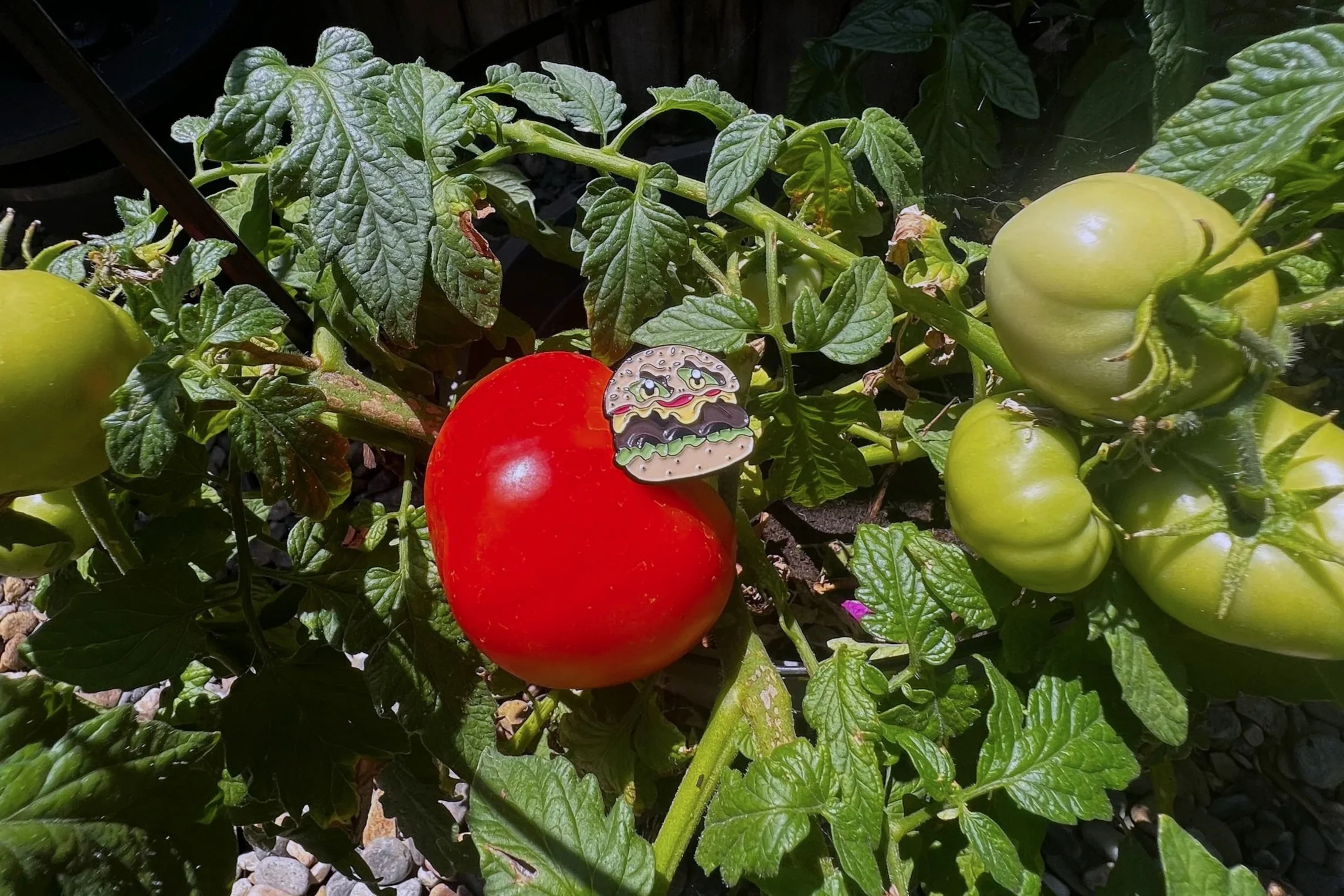 Enor burger monster pin with tomato background