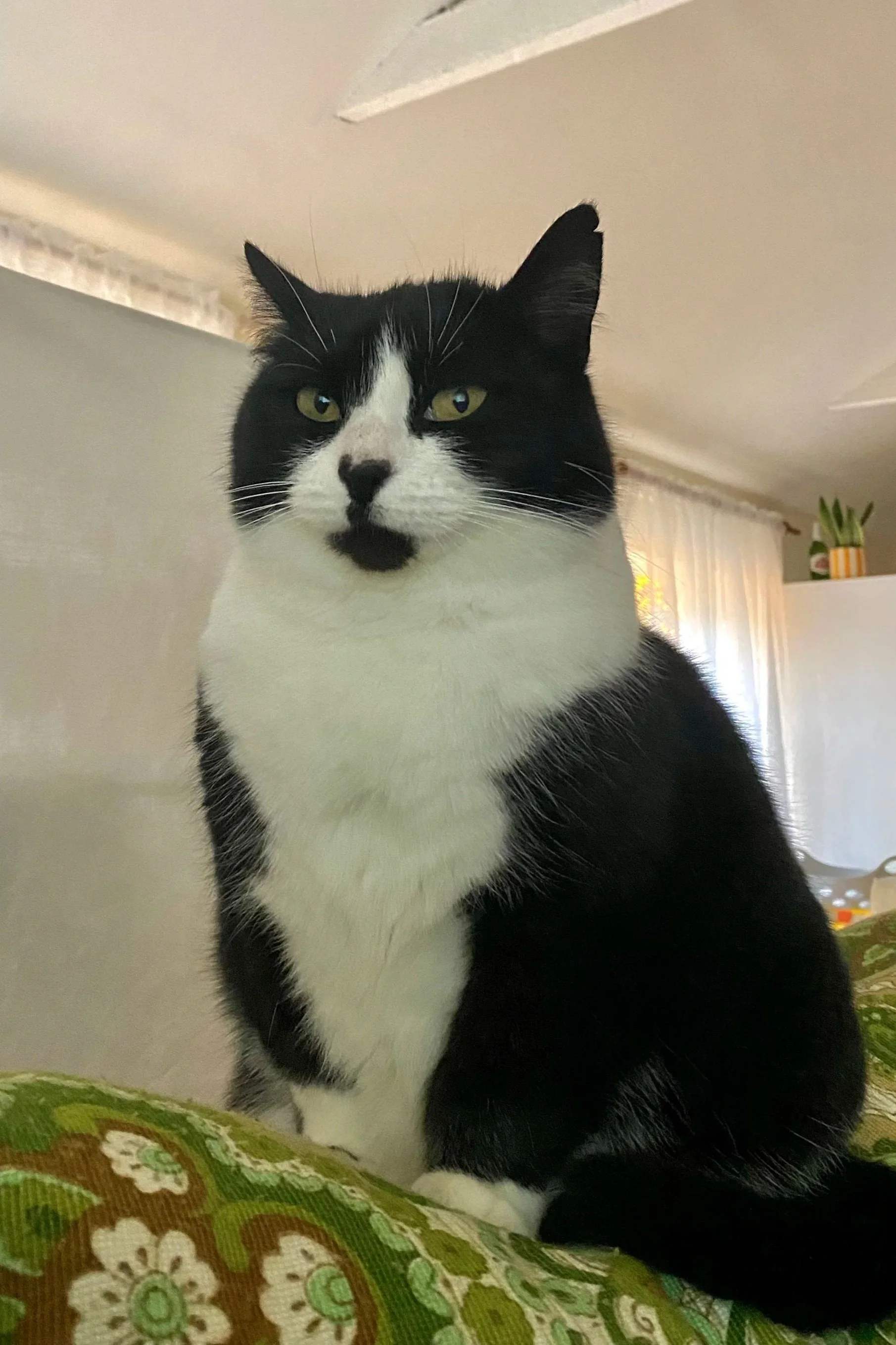 A black and white cat with a distinctive black spot on its chin sits on a colorful patterned fabric in a room with light-colored walls and a window with sheer curtains in the background.