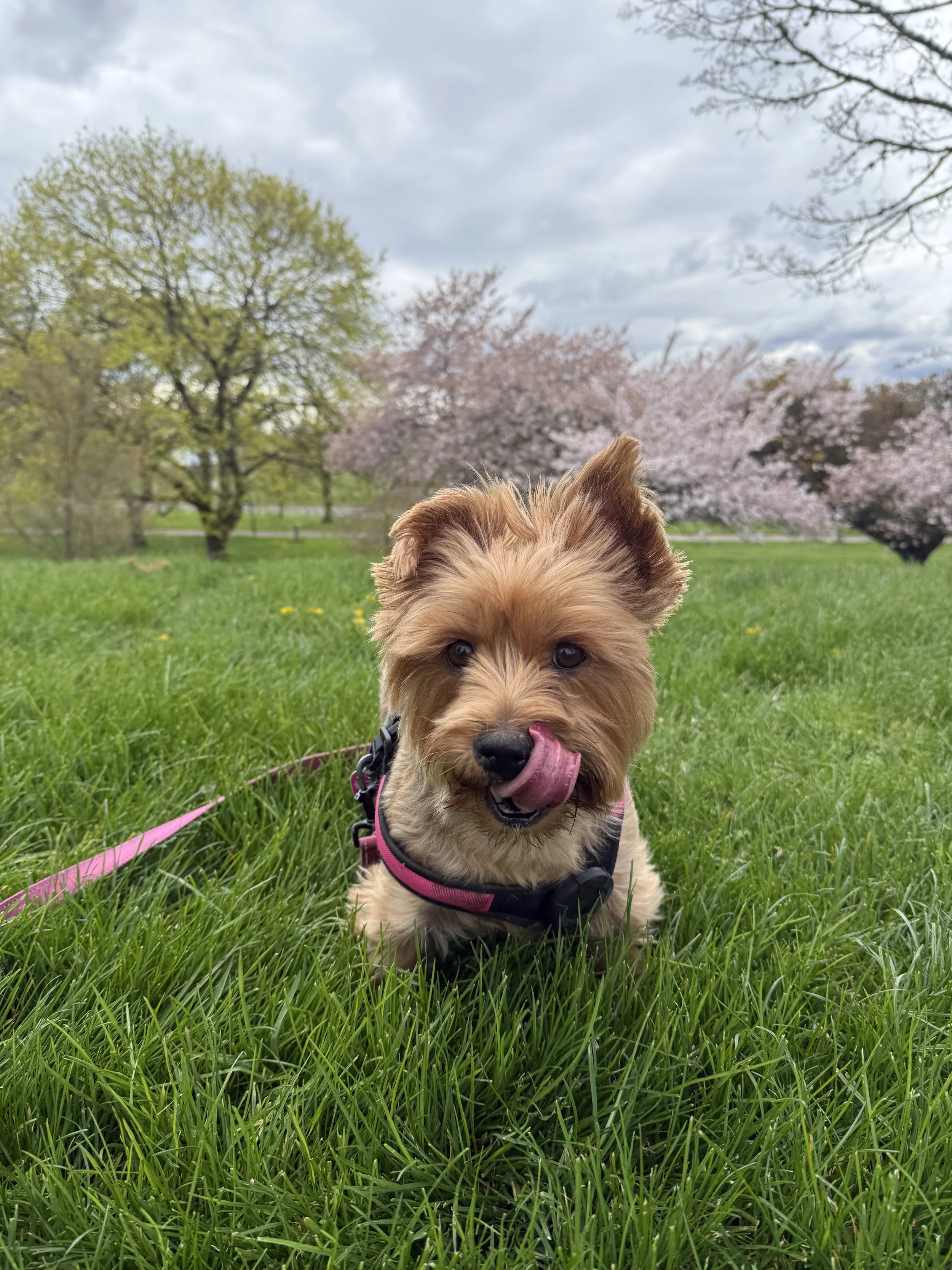 Lizzy Bear, our Yorkshire terrier, out in an Oregon park