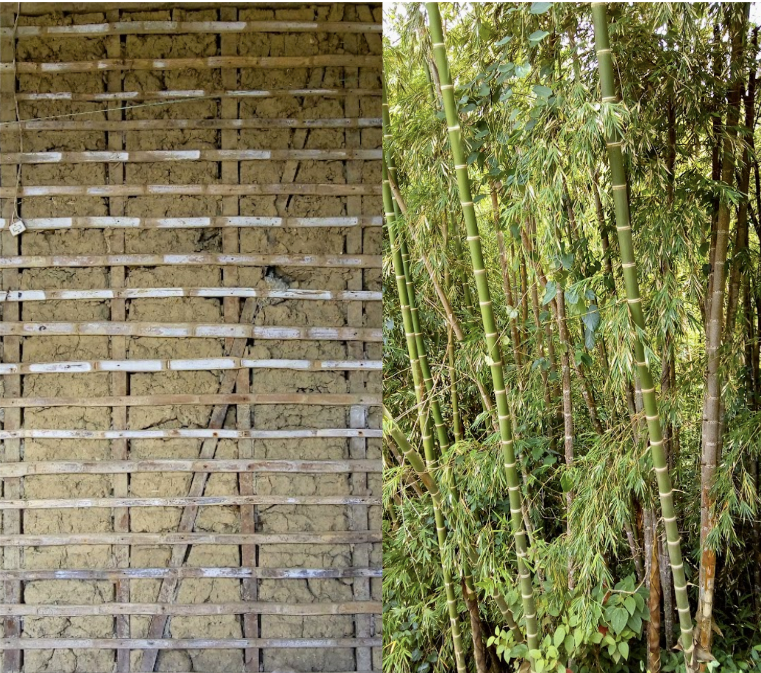 A split image showing a construction site on the left with a bamboo framework and mud wall, and a dense bamboo forest on the right with tall green bamboo stalks and leaves.