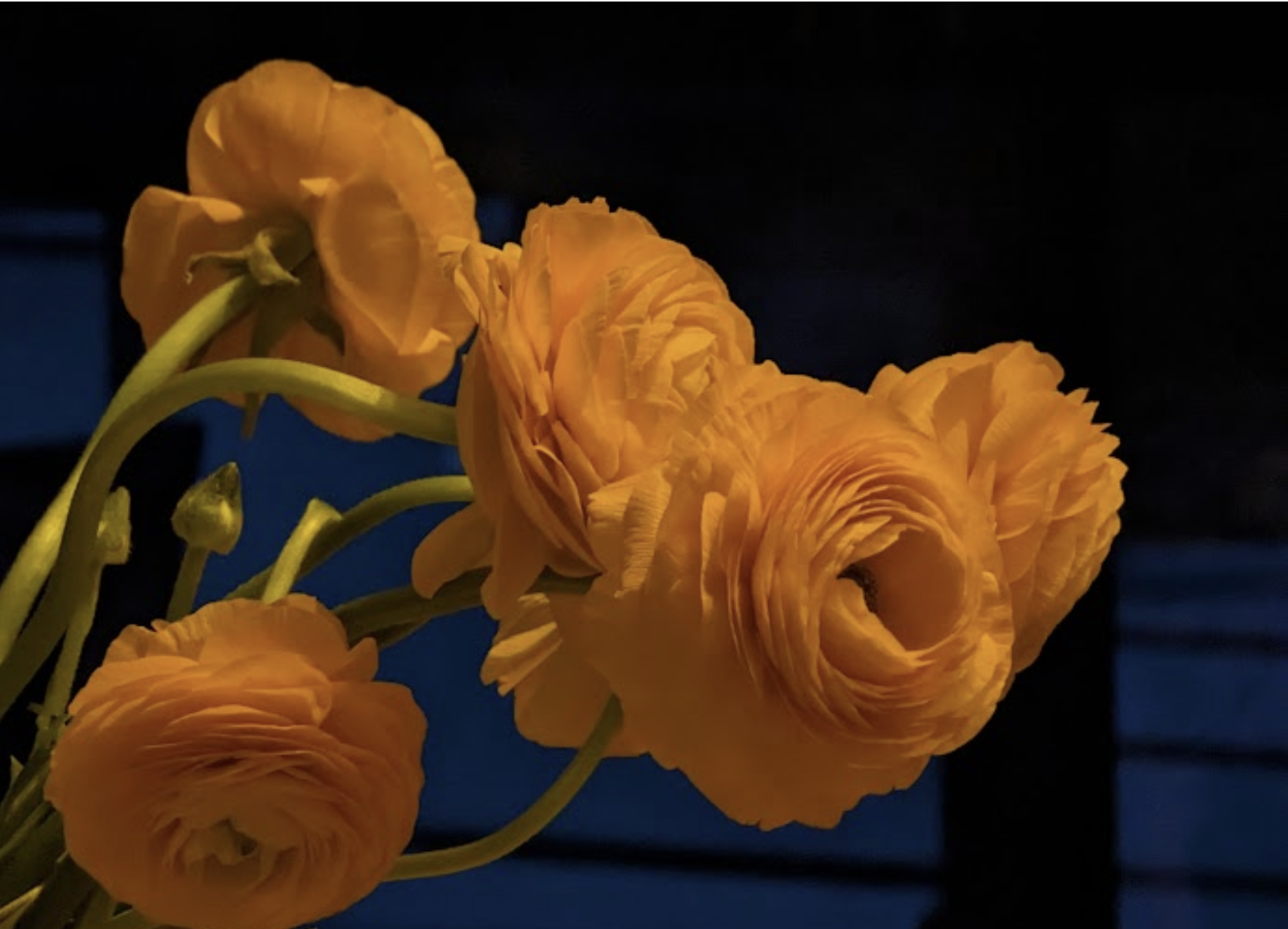 Close-up of orange ranunculus flowers with ruffled petals against a dark background.
