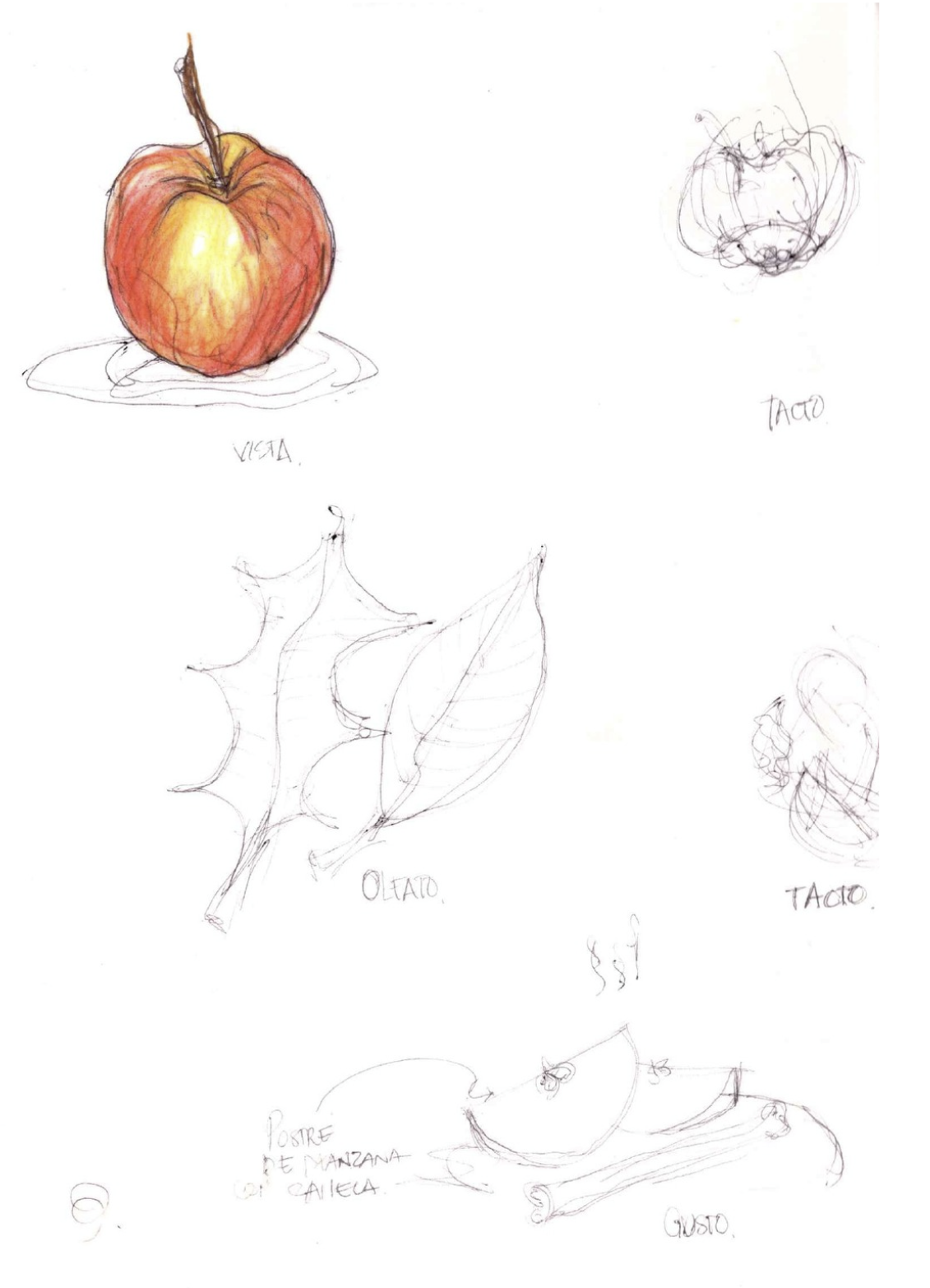 Sketches of apples, leaves, and a plate with a sliced apple, including colored and outline sketches with handwritten notes.