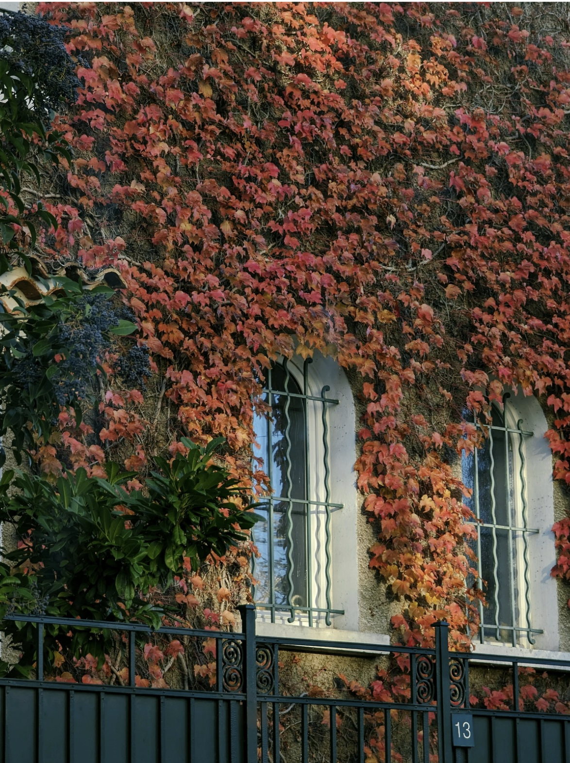 A building with two arched windows surrounded by red and green ivy leaves, with a black metal fence in front.