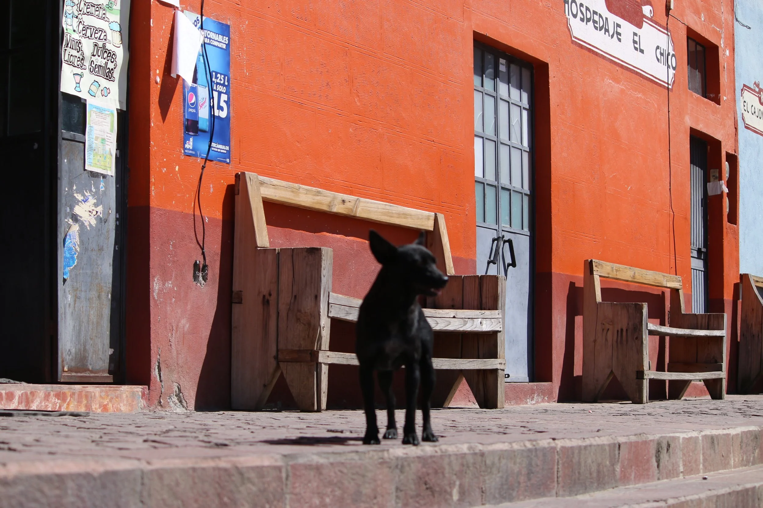 A black dog standing on a sidewalk in front of orange and blue building with wooden planters and signs in Spanish, including a white sign with colorful candies and text, and a blue Pepsi advertisement