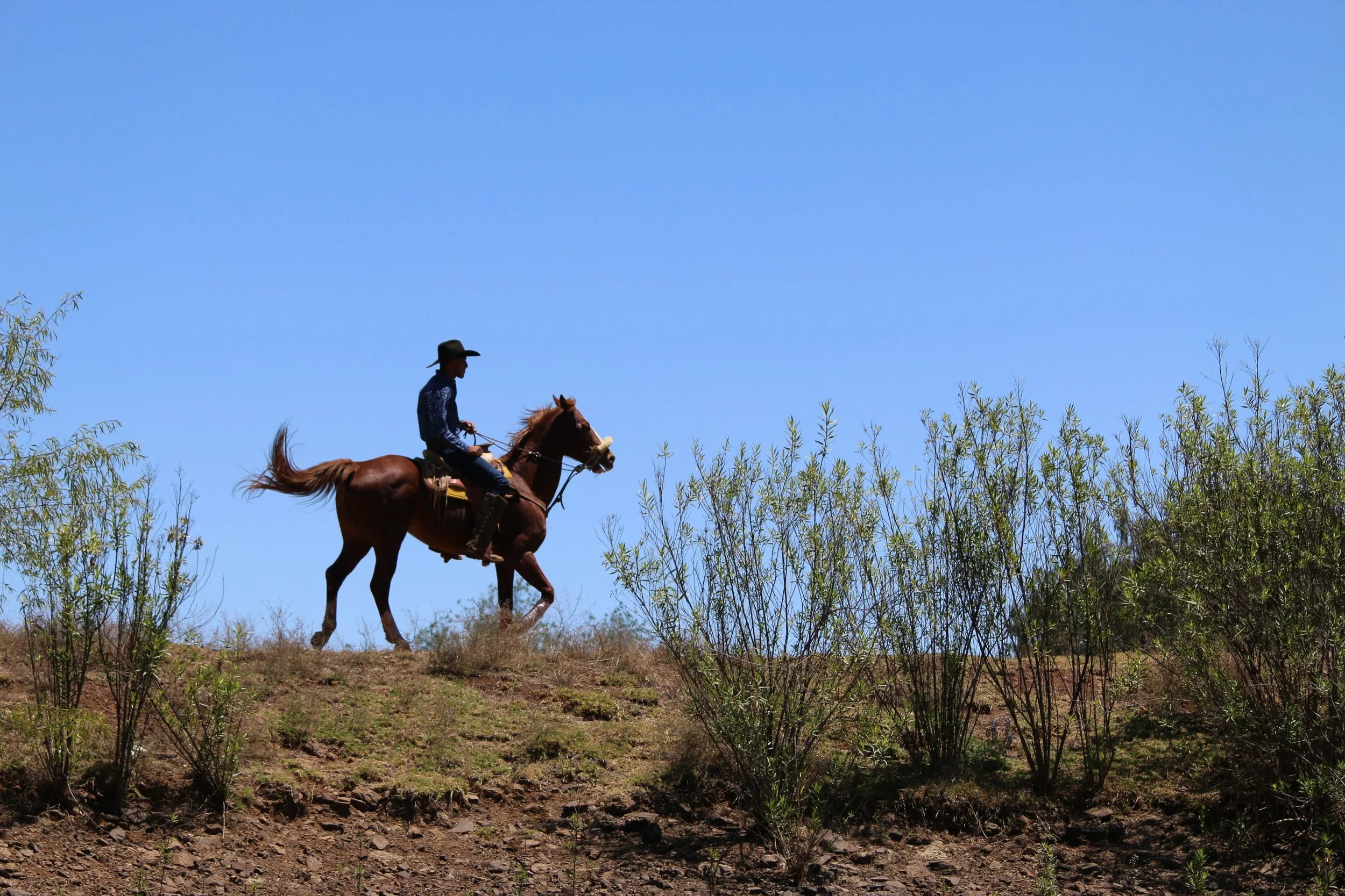 A person wearing a cowboy hat riding a brown horse across a grassy hillside with small bushes under a clear blue sky.