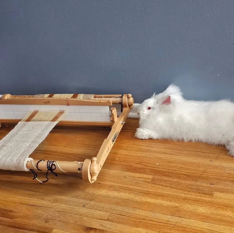 From Fluff to Fiber: The Complete Angora Rabbit Guide