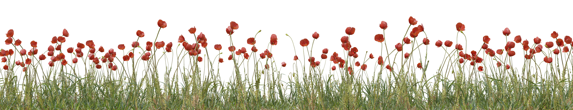 Field of red poppies with tall green grass and small white flowers in the foreground.