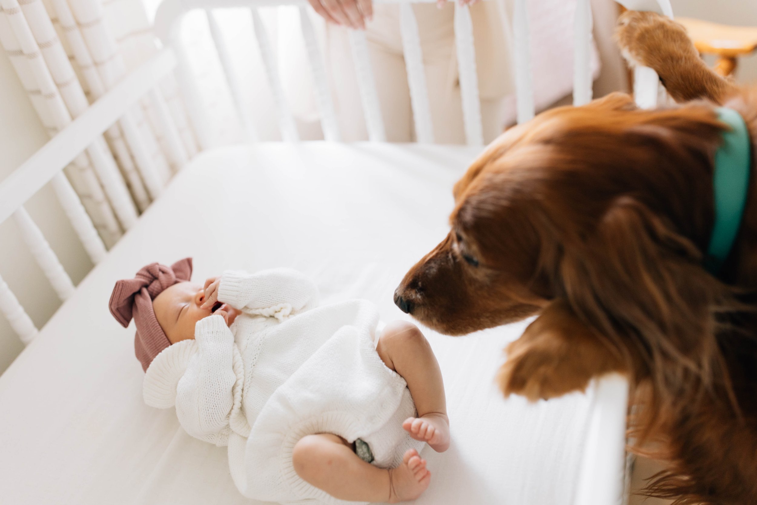 A baby dressed in white pajamas and a pink hat lying on a white bed, looking at a brown dog with long ears that is leaning over the bed.