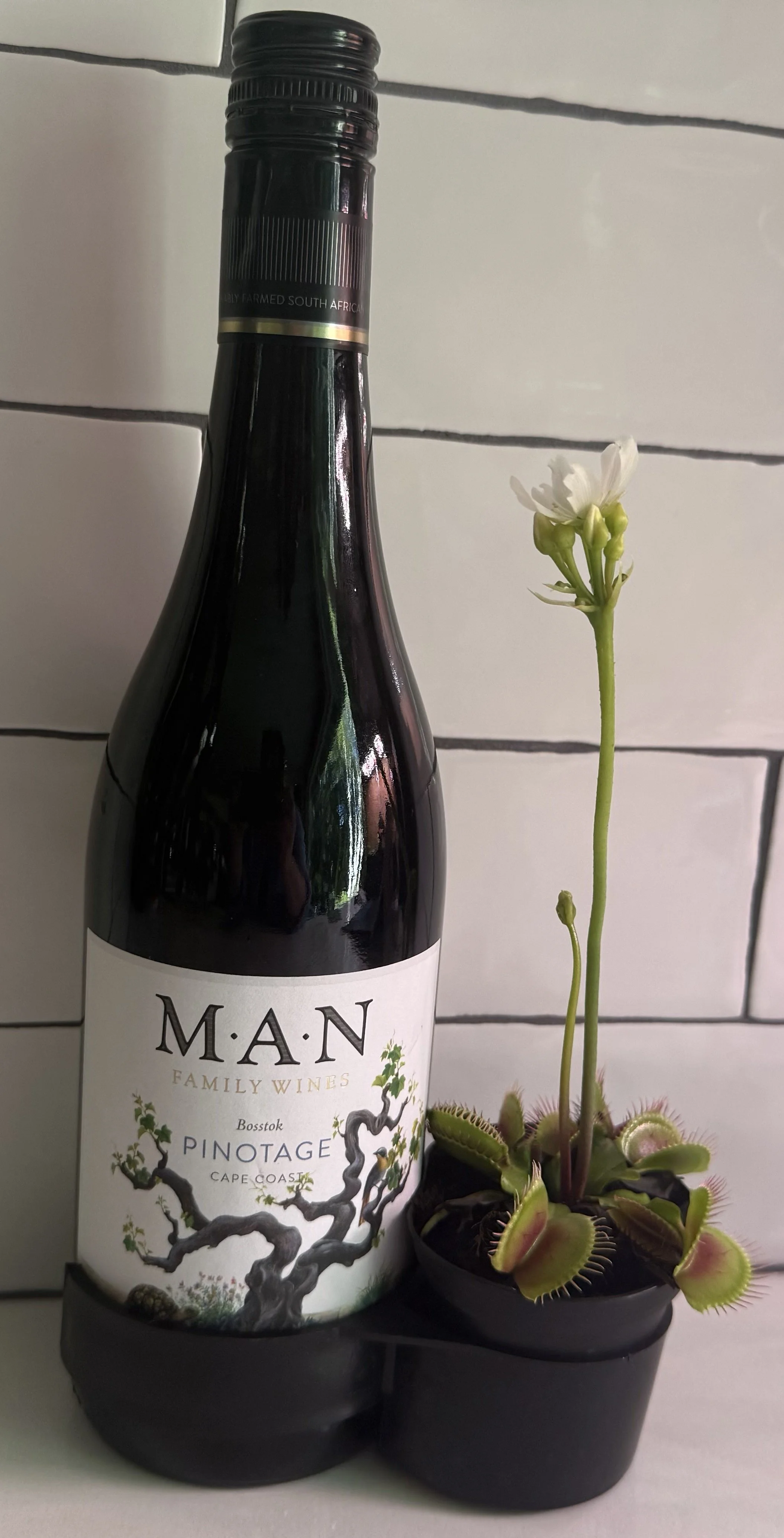 PLC_Wine_Plant_(VenusFlyTrap).jpeg