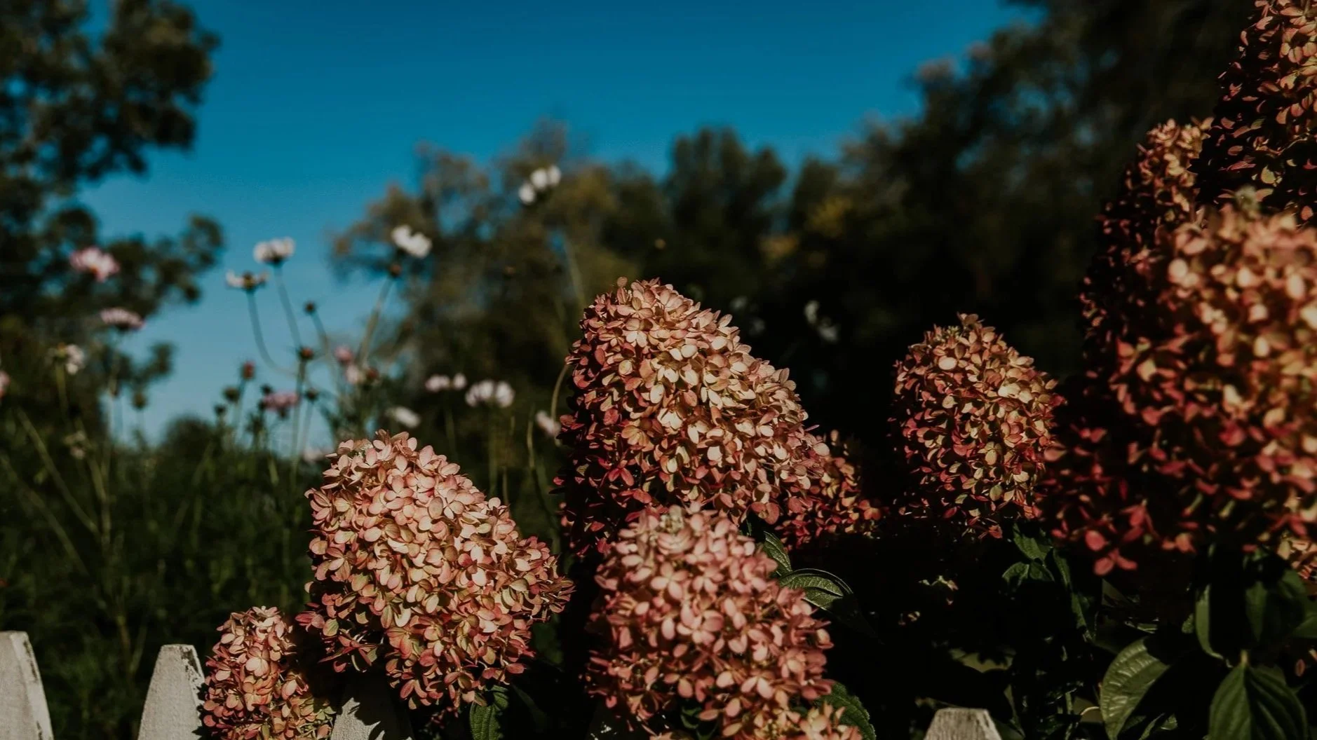 Cluster of pink and cream hydrangea flowers in front of a blue sky with trees in the background.